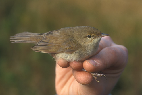 Blyth's Reed Warbler