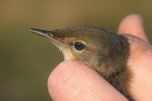 Blyth's Reed Warbler