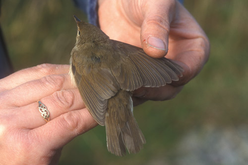 Blyth's Reed Warbler