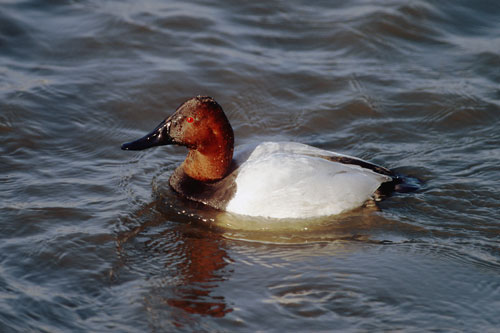 Canvasback