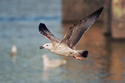 Caspian Gull