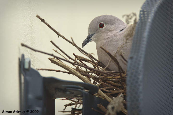 Collared Dove