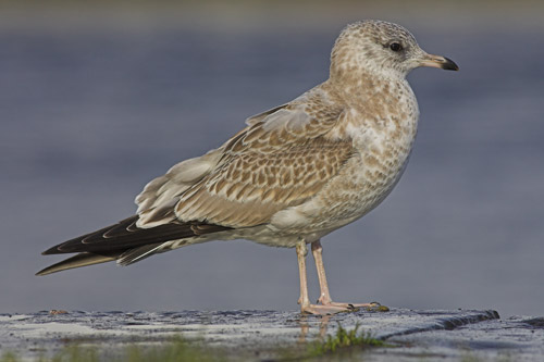 Common Gull