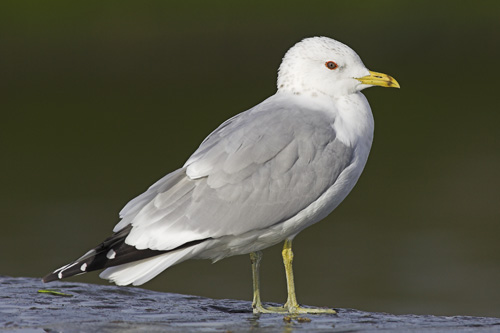 Common Gull