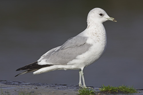 Common Gull
