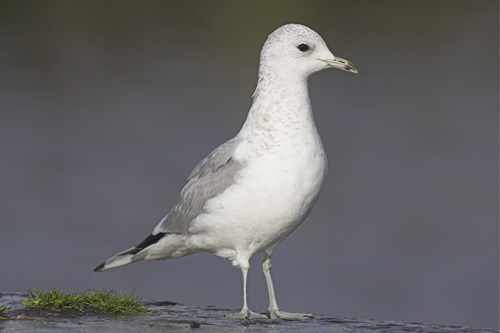 Common Gull