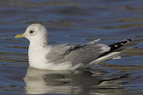Common Gull