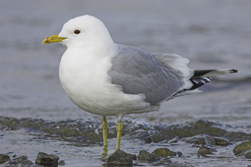 Common Gull