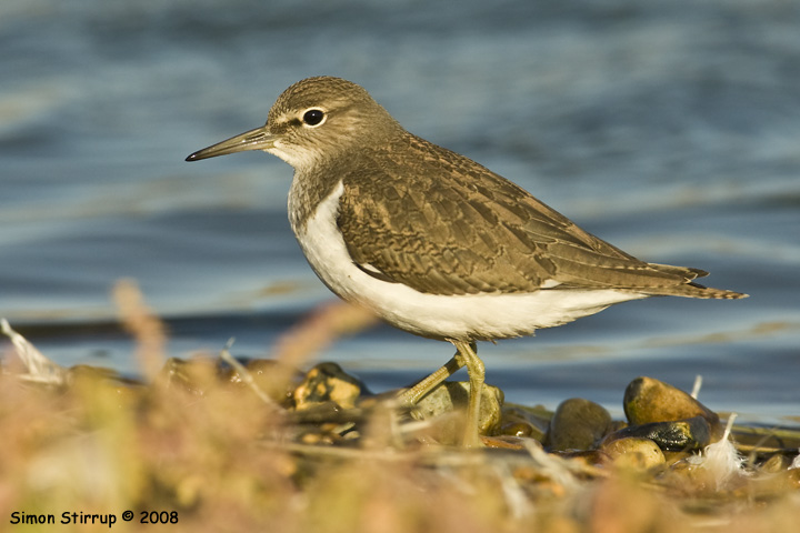 Common Sandpiper