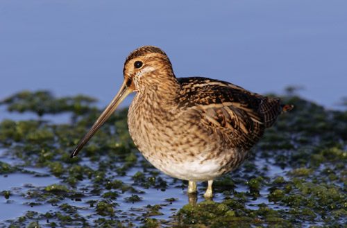 Common Snipe
