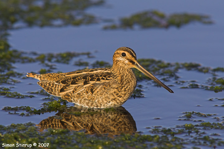 Common Snipe