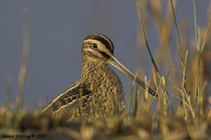 Common Snipe