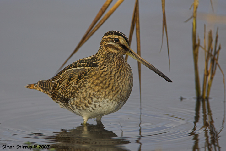 Common Snipe
