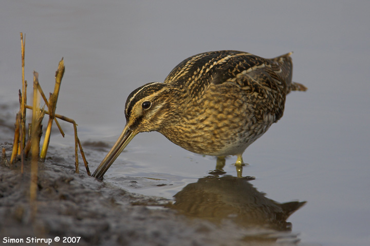 Common Snipe