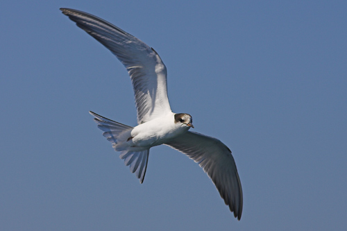 Common Tern