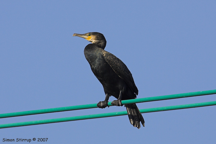Cormorant