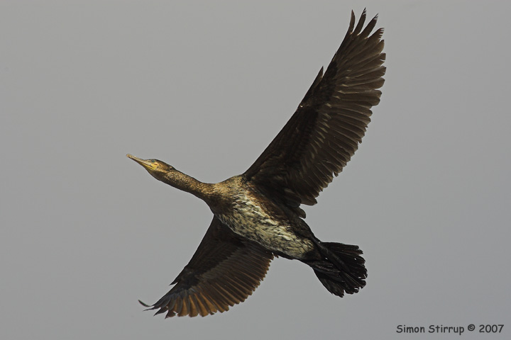 Cormorant