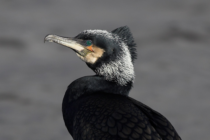 Cormorant