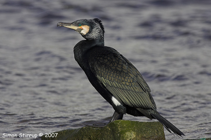 Cormorant