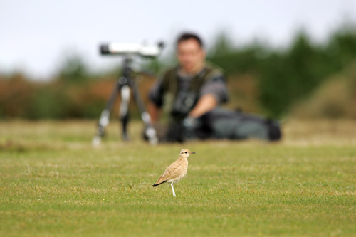 Cream-coloured Courser