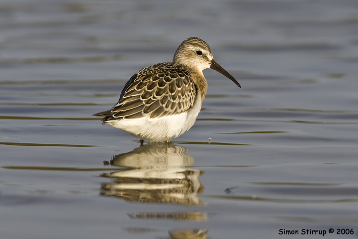 Curlew Sandpiper