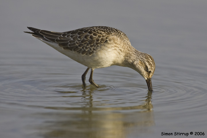 Curlew Sandpiper