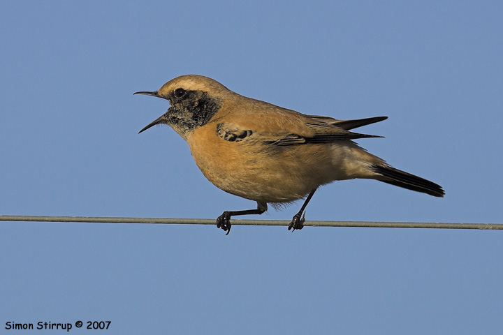 Desert Wheatear