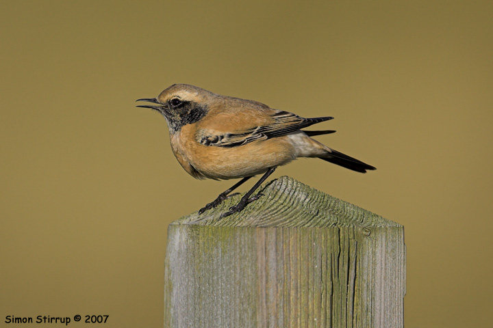 Desert Wheatear