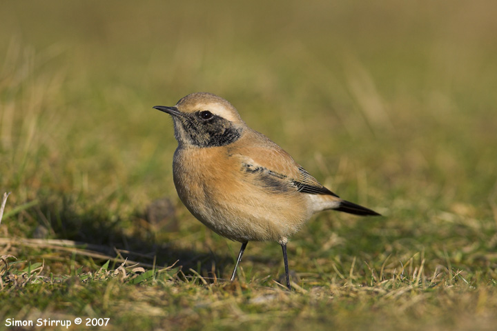 Desert Wheatear