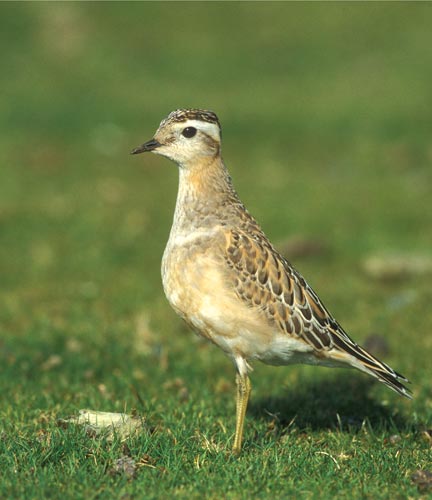 Dotterel
