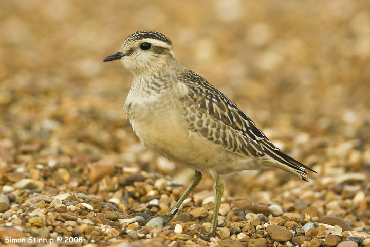 Dotterel