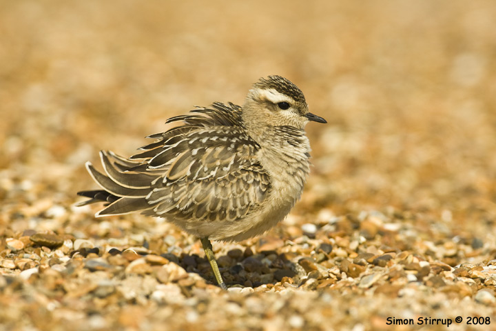 Dotterel