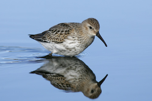 Dunlin