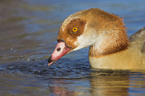 Egyptian Goose