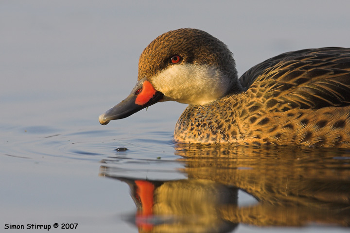 Bahama Pintail
