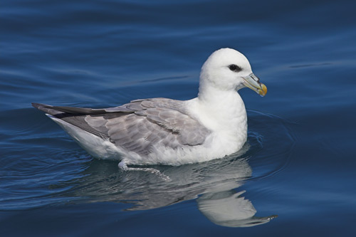 Fulmar