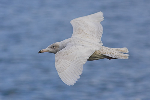 Glaucous Gull