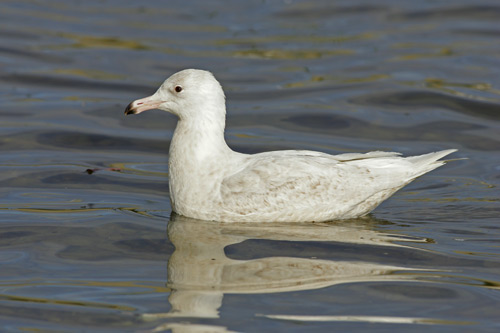 Glaucous Gull