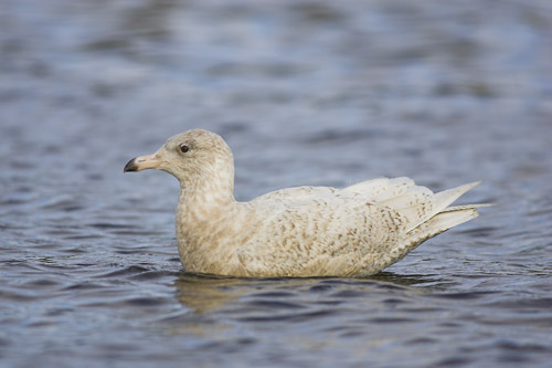 Glaucous Gull