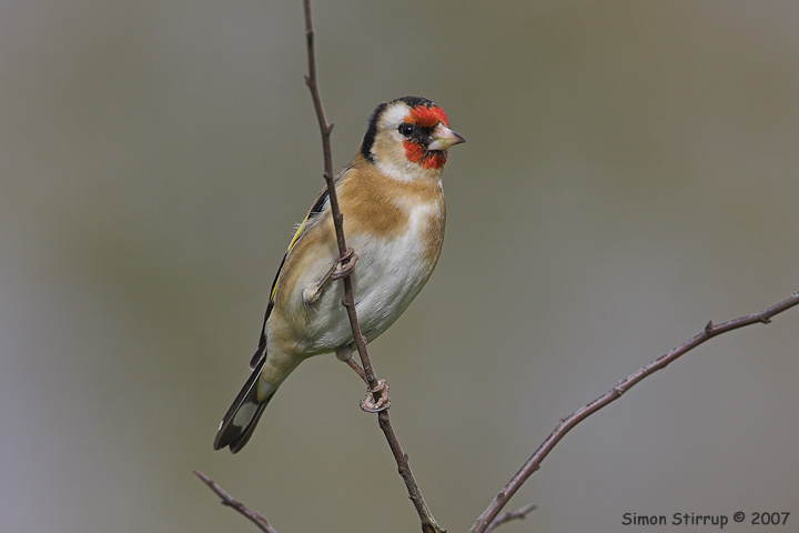 Goldfinch
