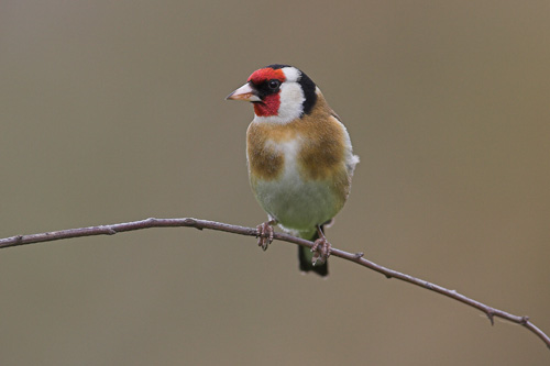 Goldfinch