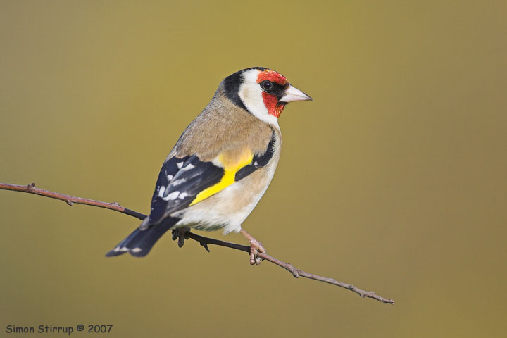 Goldfinch