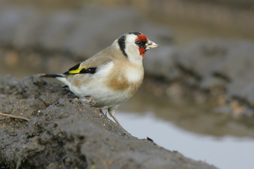 Goldfinch