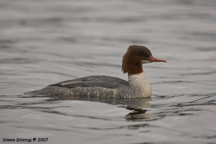 Goosander