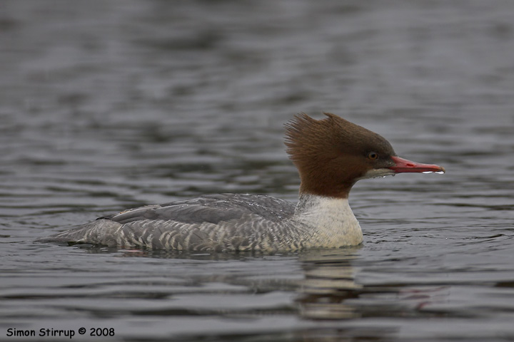 Goosander
