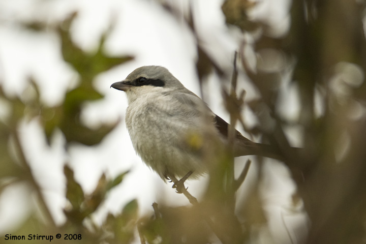 Great Grey Shrike