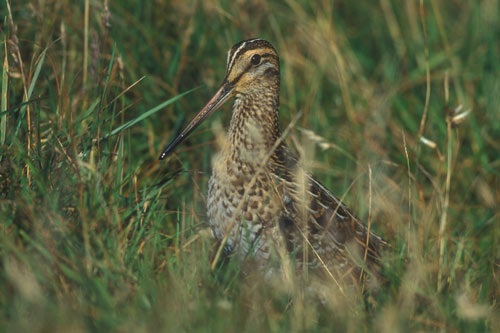 Great Snipe