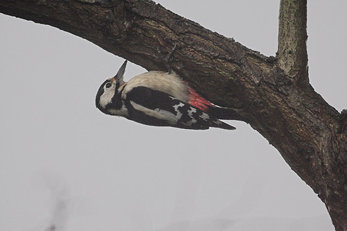 Great Spotted Woodpecker