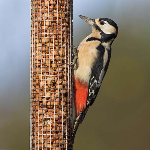 Male Great Spotted Woodpecker