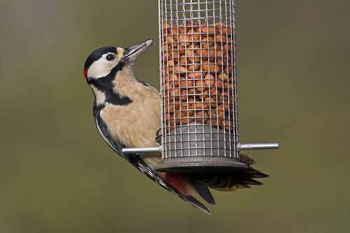 Great Spotted Woodpecker